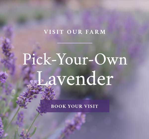 pick lavender